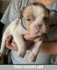 Olde English Bulldogge Puppies for sale in GLMN HOT SPGS, CA 92583, USA. price: NA
