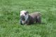 Olde English Bulldogge Puppies for sale in Antioch, IL 60002, USA. price: $1,500