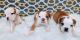 Olde English Bulldogge Puppies for sale in Dothan, AL, USA. price: NA