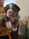 Olde English Bulldogge Puppies for sale in Phoenix, AZ, USA. price: $2,500
