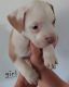 Olde English Bulldogge Puppies for sale in San Marcos, TX 78666, USA. price: $100
