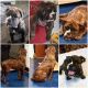 Olde English Bulldogge Puppies for sale in Lubbock, TX, USA. price: $1,200