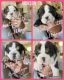 Olde English Bulldogge Puppies for sale in Jackson, TN, USA. price: NA
