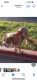 Olde English Bulldogge Puppies for sale in San Antonio, TX 78216, USA. price: NA