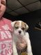 Olde English Bulldogge Puppies for sale in Jeannette, PA, USA. price: $1,200