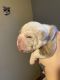 Olde English Bulldogge Puppies for sale in Jeannette, PA, USA. price: $2,000