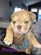 Olde English Bulldogge Puppies for sale in Tucson, AZ, USA. price: $1,300