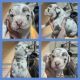 Olde English Bulldogge Puppies for sale in Zimmerman, MN 55398, USA. price: NA