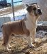 Olde English Bulldogge Puppies for sale in Russellville, AR, USA. price: $1,200