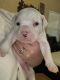Olde English Bulldogge Puppies for sale in New Braunfels, Texas. price: $1,500