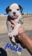 Olde English Bulldogge Puppies for sale in Pueblo West, Colorado. price: $2,500