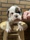 Olde English Bulldogge Puppies for sale in St Paul, MN, USA. price: $1,800