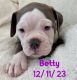 Olde English Bulldogge Puppies for sale in Madison, Wisconsin. price: $1,000