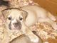 Olde English Bulldogge Puppies for sale in Stockton, CA, USA. price: NA