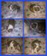 Olde English Bulldogge Puppies for sale in Lubbock, TX, USA. price: $1,000