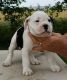 Olde English Bulldogge Puppies for sale in Terrell, TX, USA. price: NA