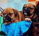 Olde English Bulldogge Puppies for sale in Dadeville, AL, USA. price: NA
