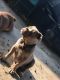 Olde English Bulldogge Puppies for sale in Pharr, TX 78577, USA. price: NA