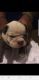 Olde English Bulldogge Puppies for sale in Geneva, NY 14456, USA. price: NA