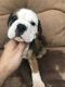 Olde English Bulldogge Puppies for sale in Antioch, CA 94531, USA. price: NA