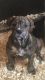 Olde English Bulldogge Puppies for sale in Zimmerman, MN 55398, USA. price: NA
