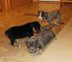 Olde English Bulldogge Puppies for sale in Anderson, CA 96007, USA. price: NA