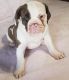 Olde English Bulldogge Puppies for sale in Groton, NY 13073, USA. price: $1,500