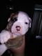 Olde English Bulldogge Puppies for sale in South Otselic, NY 13155, USA. price: $1,700
