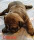 Olde English Bulldogge Puppies for sale in San Marcos, TX 78666, USA. price: $1,500