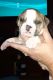 Olde English Bulldogge Puppies for sale in Surprise, AZ, USA. price: $1,500
