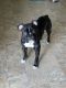 Olde English Bulldogge Puppies for sale in Novato, CA, USA. price: NA
