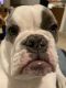 Olde English Bulldogge Puppies for sale in Allentown, PA, USA. price: NA