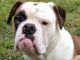 Olde English Bulldogge Puppies for sale in Knoxville, TN, USA. price: $500