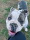 Olde English Bulldogge Puppies for sale in Allentown, PA, USA. price: NA