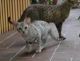 Oncicat Cats for sale in Tampa, FL, USA. price: NA