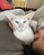 Oriental Shorthair Cats for sale in Fredericksburg, Virginia. price: $350