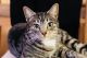 Other Cats for sale in Douglasville, GA, USA. price: NA