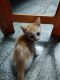 Other Cats for sale in 480, Sathy Rd, Textool, Ganapathy Pudar, Sivasakthi Colony, Ganapathypudur, Coimbatore, Tamil Nadu 641006, India. price: 200 INR