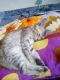 Other Cats for sale in Pune, Maharashtra, India. price: NA
