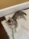 Other Cats for sale in Gresham, OR, USA. price: $150
