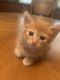 Other Cats for sale in Dallas, GA, USA. price: NA