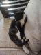 Other Cats for sale in Vaishali, Ghaziabad, Uttar Pradesh, India. price: NA