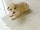 Other Puppies for sale in Surathkal, Mangalore, Karnataka, India. price: 4000 INR