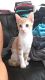Other Cats for sale in Conyers, GA, USA. price: NA