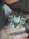 Other Cats for sale in 5287 Lyndale Cir, Forest Park, GA 30297, USA. price: NA