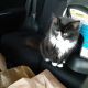 Other Cats for sale in Richmond, VA, USA. price: $20