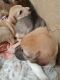 Other Puppies for sale in GTN INDUSTRIES, Chitkul, Hyderabad, Telangana 502307, India. price: 1 INR