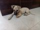 Other Puppies for sale in Alwal, Secunderabad, Telangana, India. price: 100 INR
