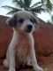 Other Puppies for sale in Hesaraghatta, Karnataka 560088, India. price: 1000 INR