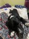 Other Puppies for sale in 1347 E 49th St, Los Angeles, CA 90011, USA. price: $60